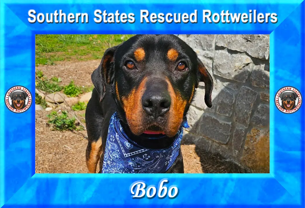 Bobo - Rottweiler