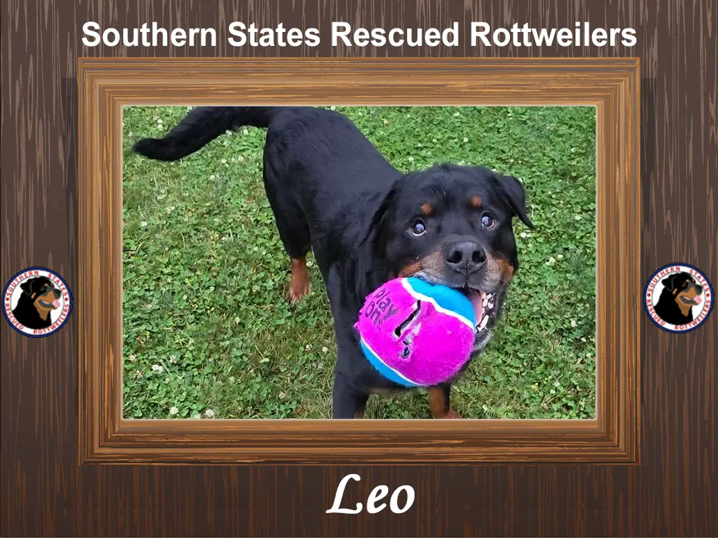 Leo - Rottweiler