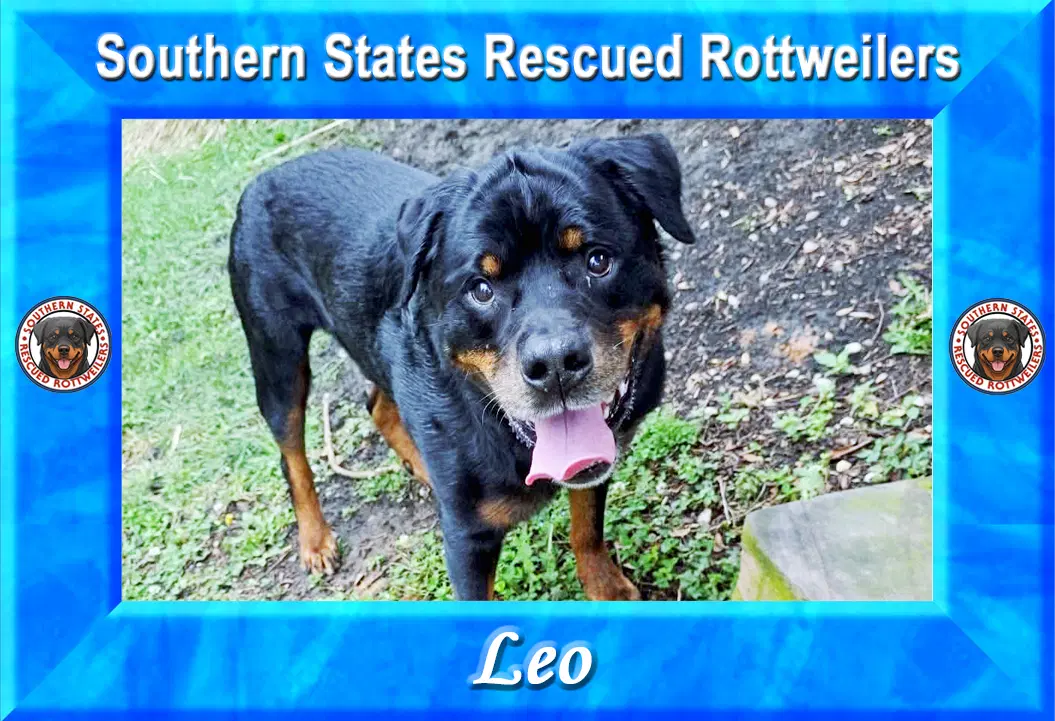 Leo - Rottweiler