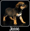 Jesse