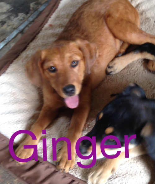 Ginger