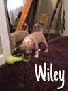 Wiley