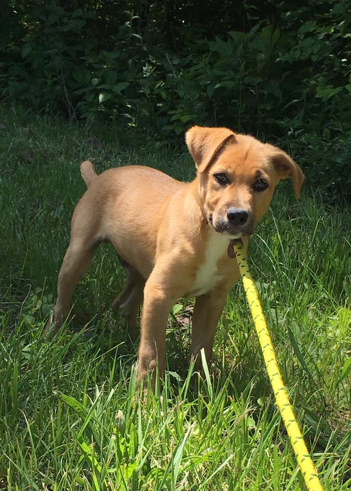 Dog for Adoption - Remy, a Labrador Retriever in Belleville, IL | Alpha Paw