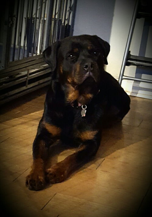Bellamy