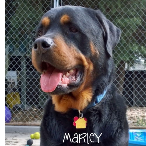 Marley