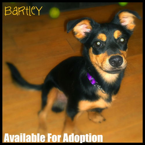 Bartley