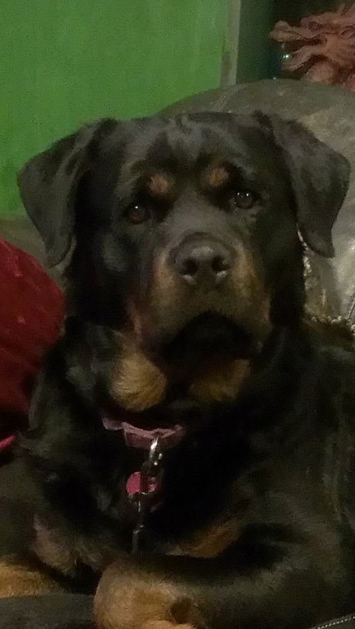 ilsa
