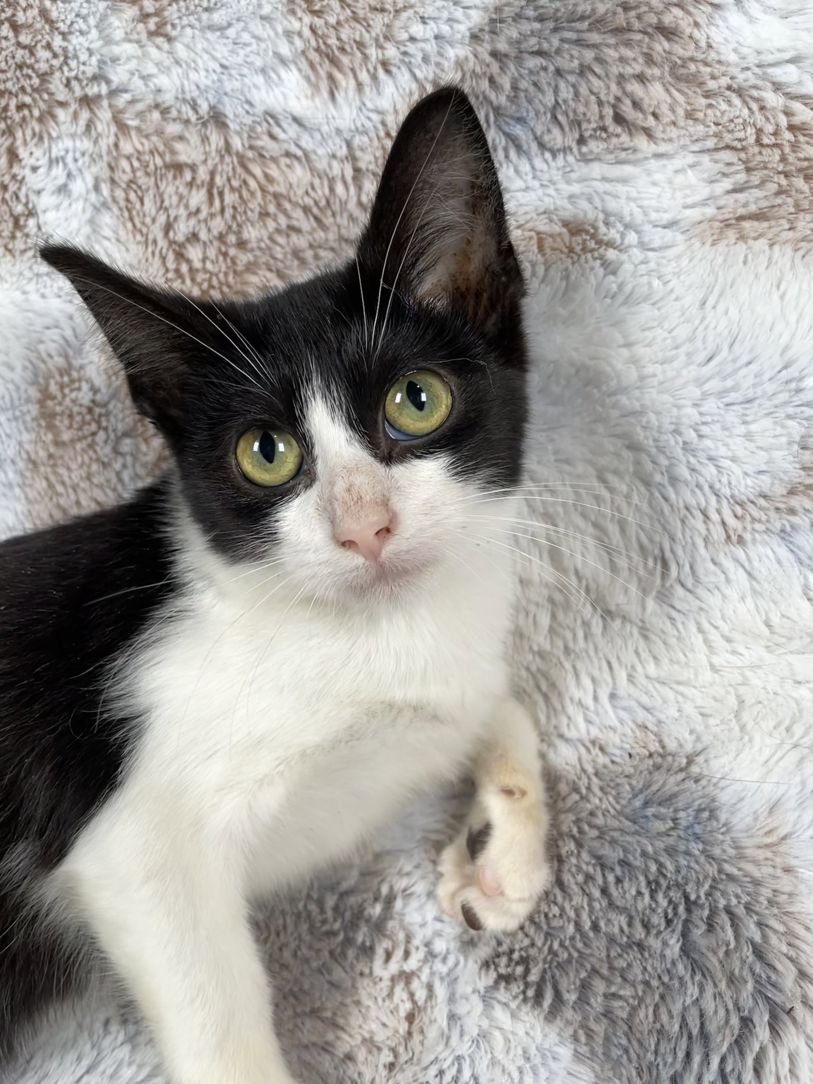 Cats for Adoption in Owatonna, Minnesota Alpha Paw
