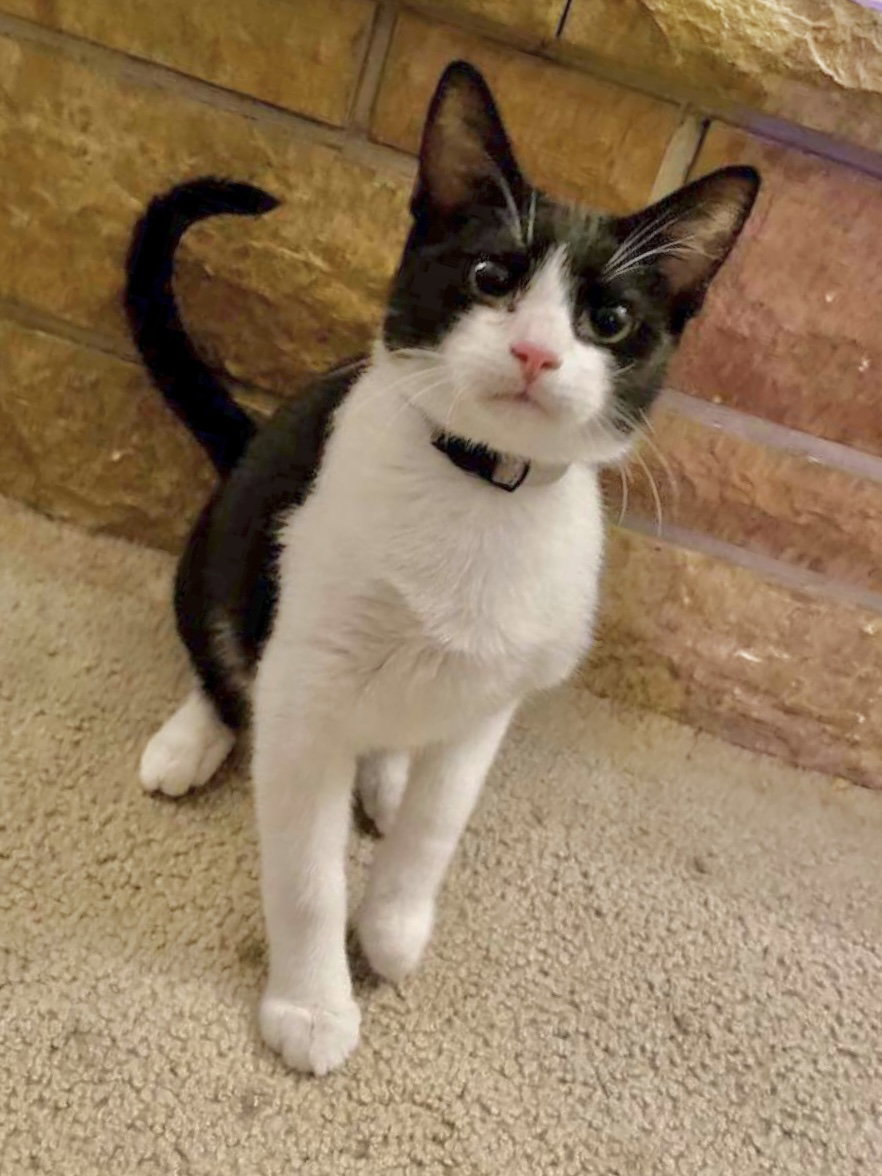 Cats for Adoption in Owatonna, Minnesota Alpha Paw