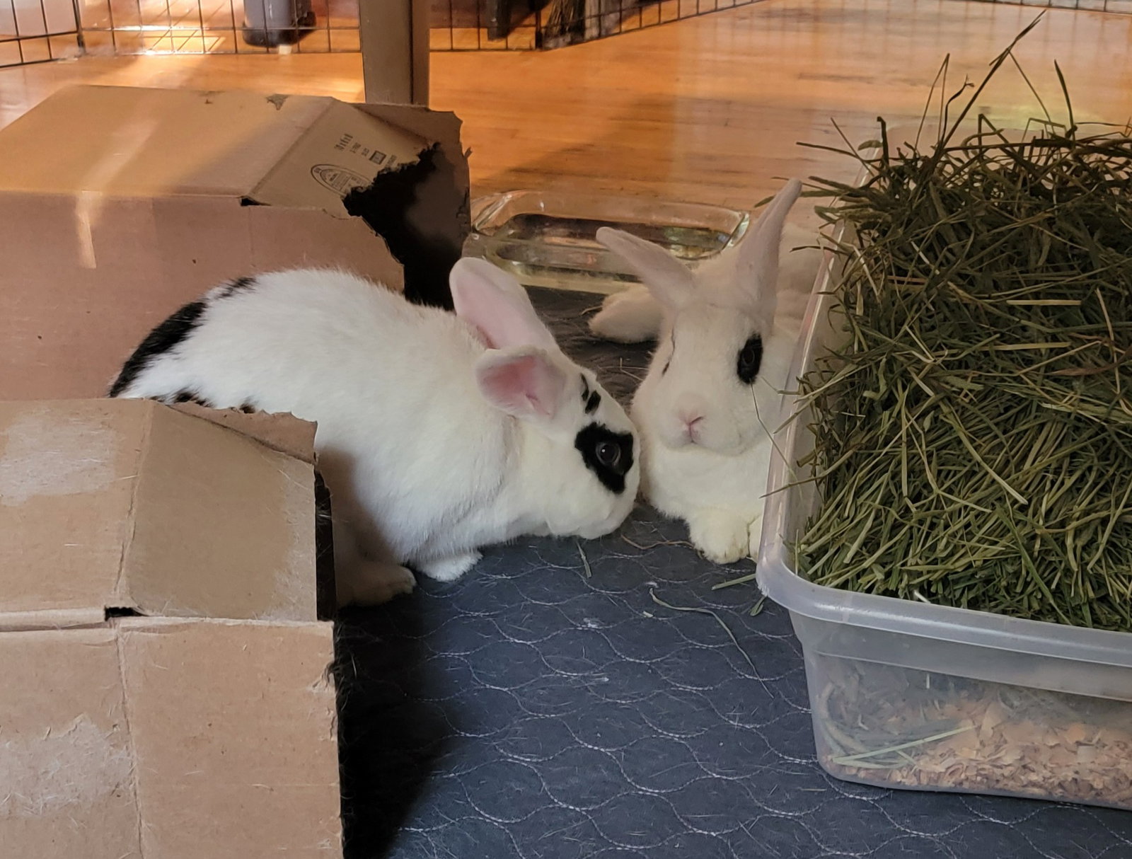 Frank and Red ⭐️ 1/2 Off Adoption Fee, photo 15