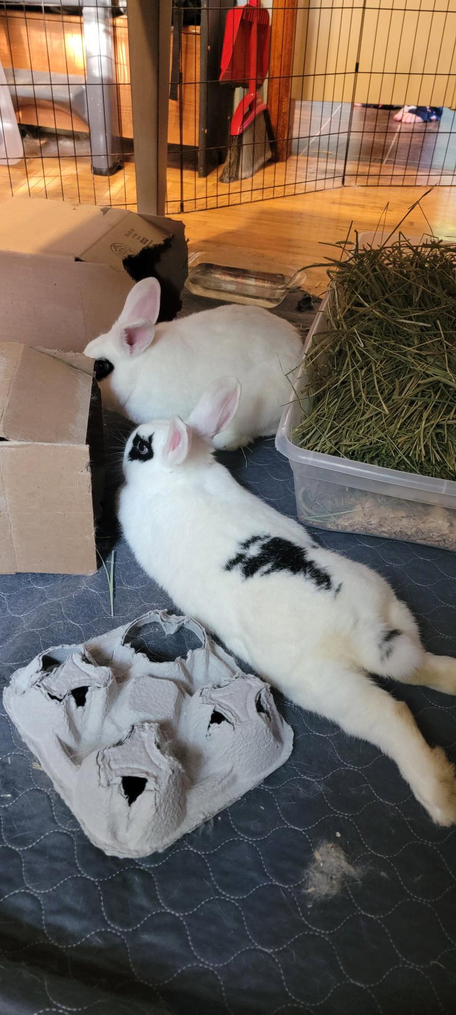 Frank and Red ⭐️ 1/2 Off Adoption Fee, photo 16