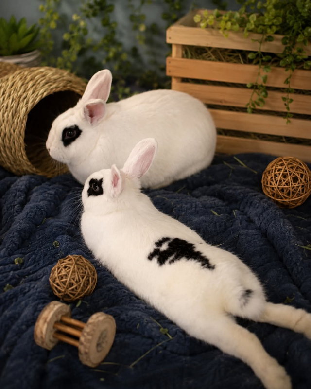 Frank and Red ⭐️ 1/2 Off Adoption Fee, photo 2