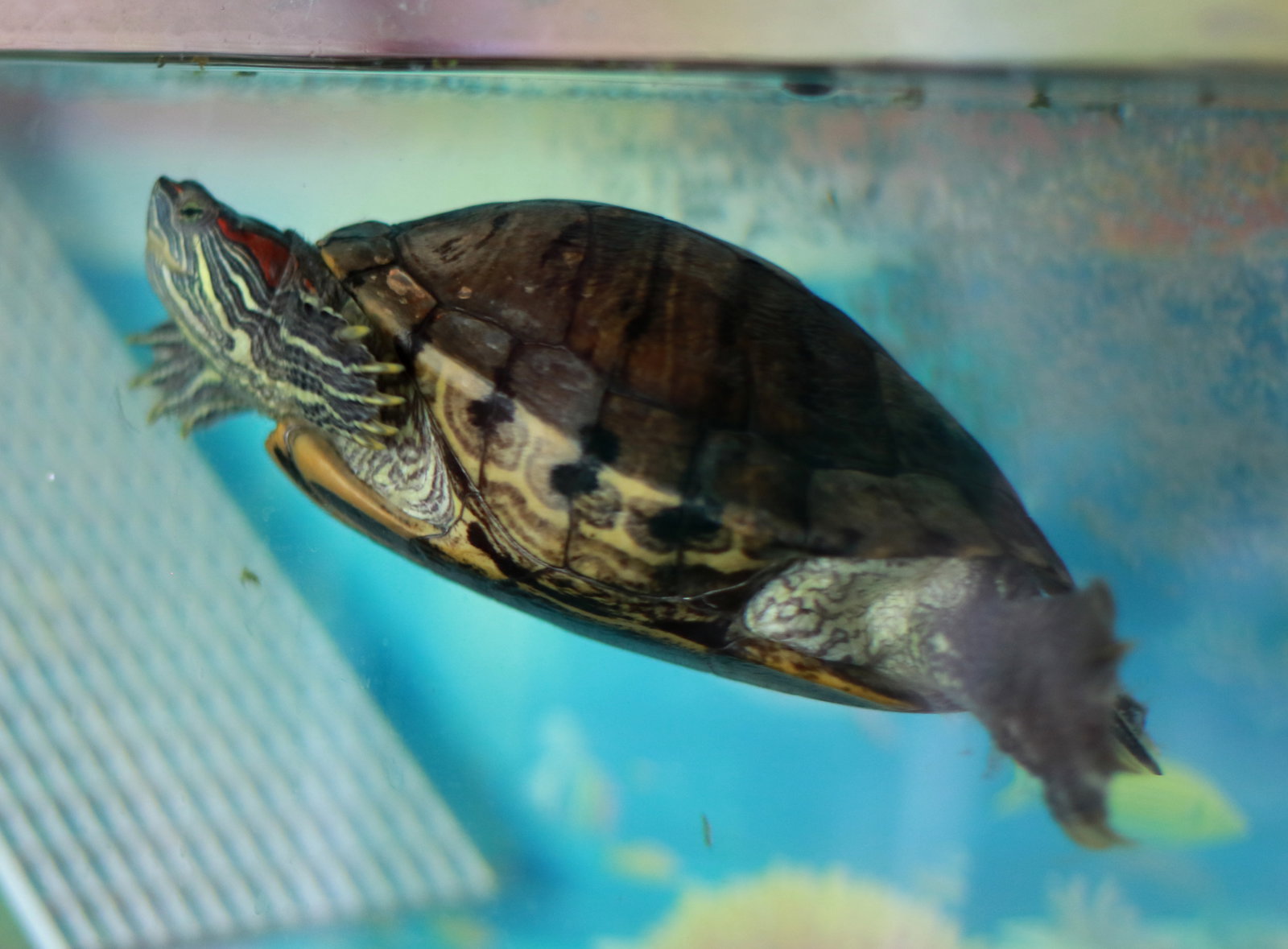 Big Mama ⭐️ 1/2 Off Adoption Fee, photo 3