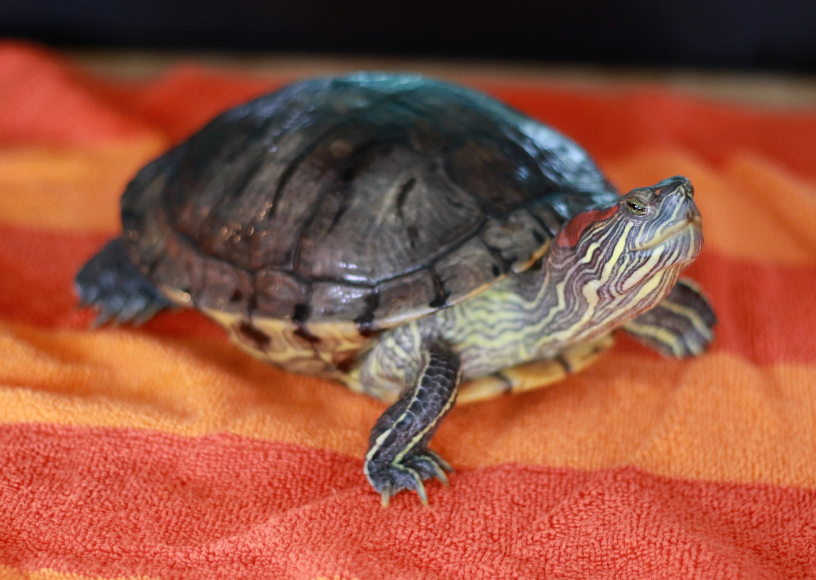 Big Mama ⭐️ 1/2 Off Adoption Fee, photo 8