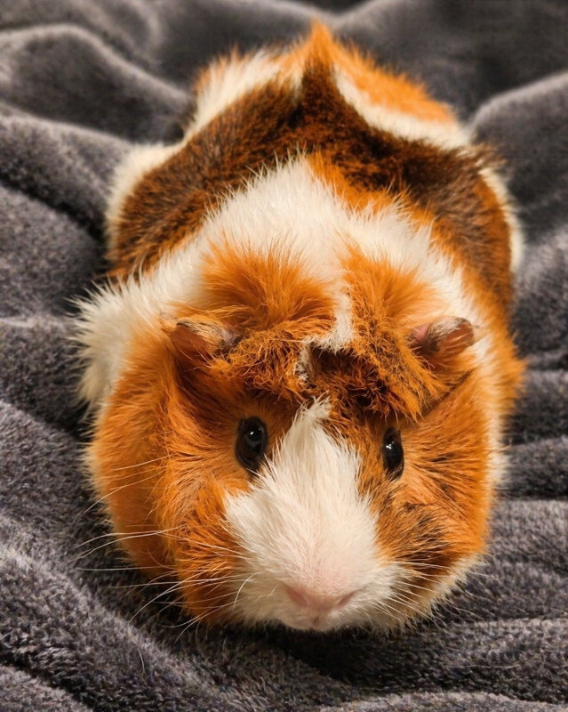 Neo ⭐️ 1/2 Off Adoption Fee, photo 2