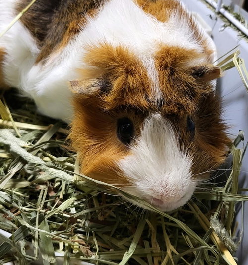Photo 3 of Neo ⭐️ 1/2 Off Adoption Fee