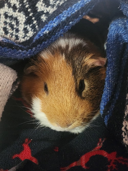 Photo 6 of Walter ⭐️ 1/2 Off Adoption Fee