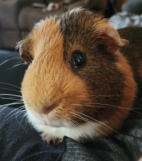 Walter ⭐️ 1/2 Off Adoption Fee, a guinea pig for adoption from Mending Spirits Animal Rescue