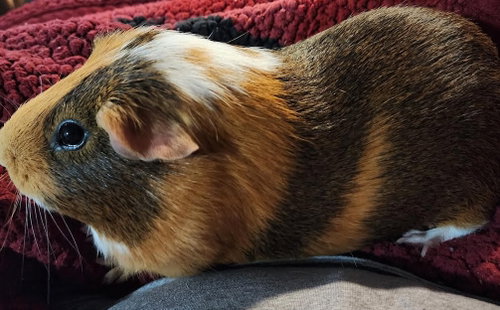Photo 2 of Walter ⭐️ 1/2 Off Adoption Fee