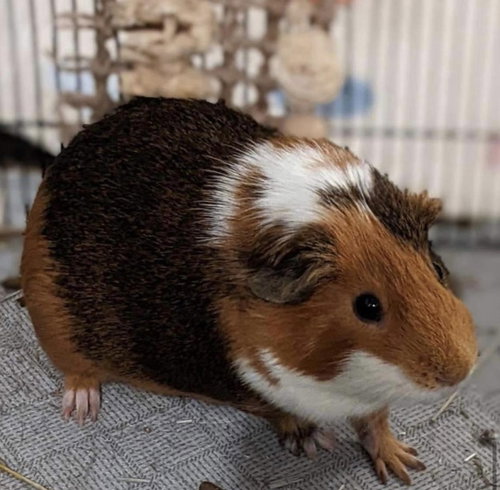 Photo 5 of Walter ⭐️ 1/2 Off Adoption Fee