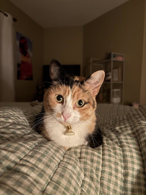 Photo 2 of Willow