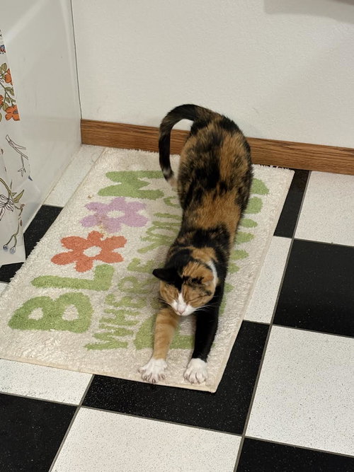 Photo 6 of Willow