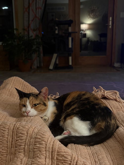Photo 5 of Willow
