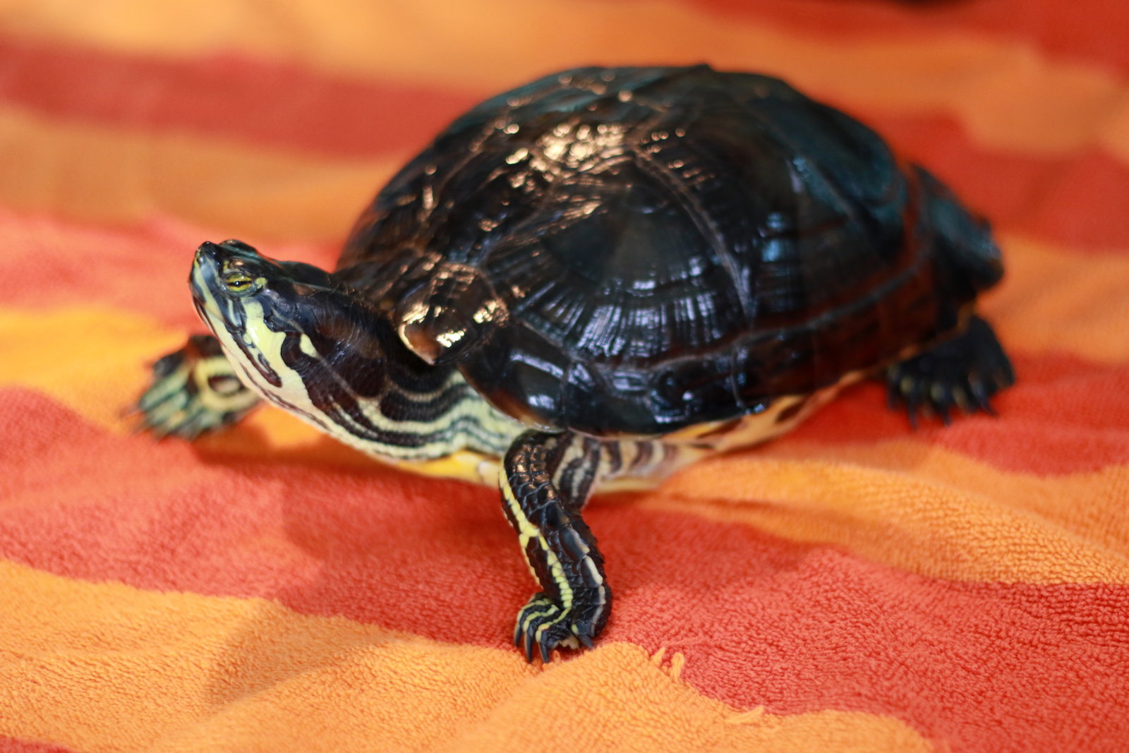 Amarilla ⭐️ 1/2 Off Adoption Fee, photo 11