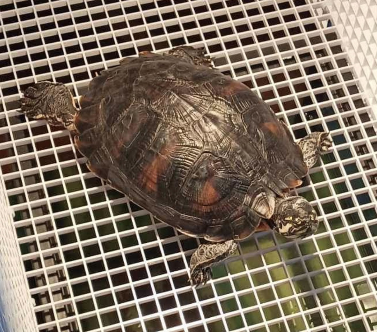 Amarilla ⭐️ 1/2 Off Adoption Fee, photo 13