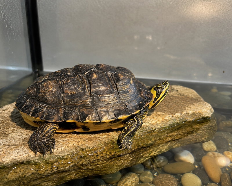 Koopa, photo 2