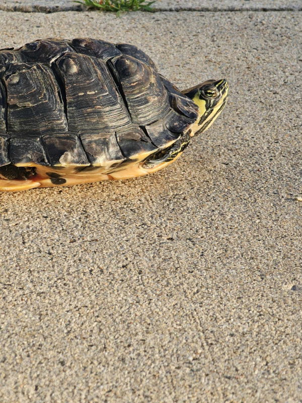 Koopa, photo 3