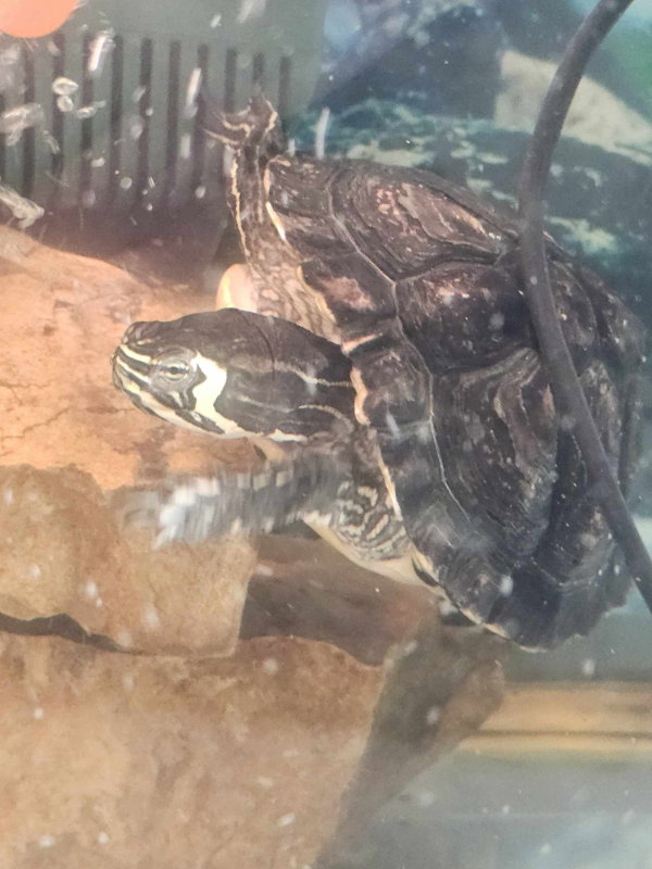 Koopa, photo 4