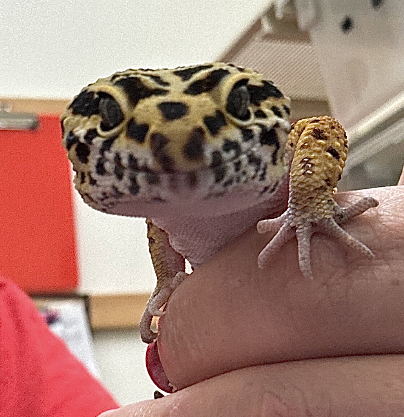 Rex ⭐️ 1/2 Off Adoption Fee, photo 3