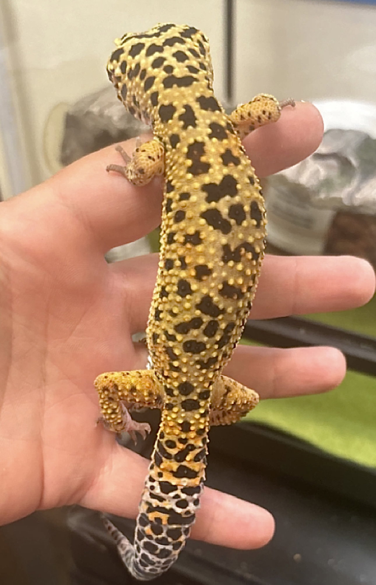 Rex ⭐️ 1/2 Off Adoption Fee, photo 4