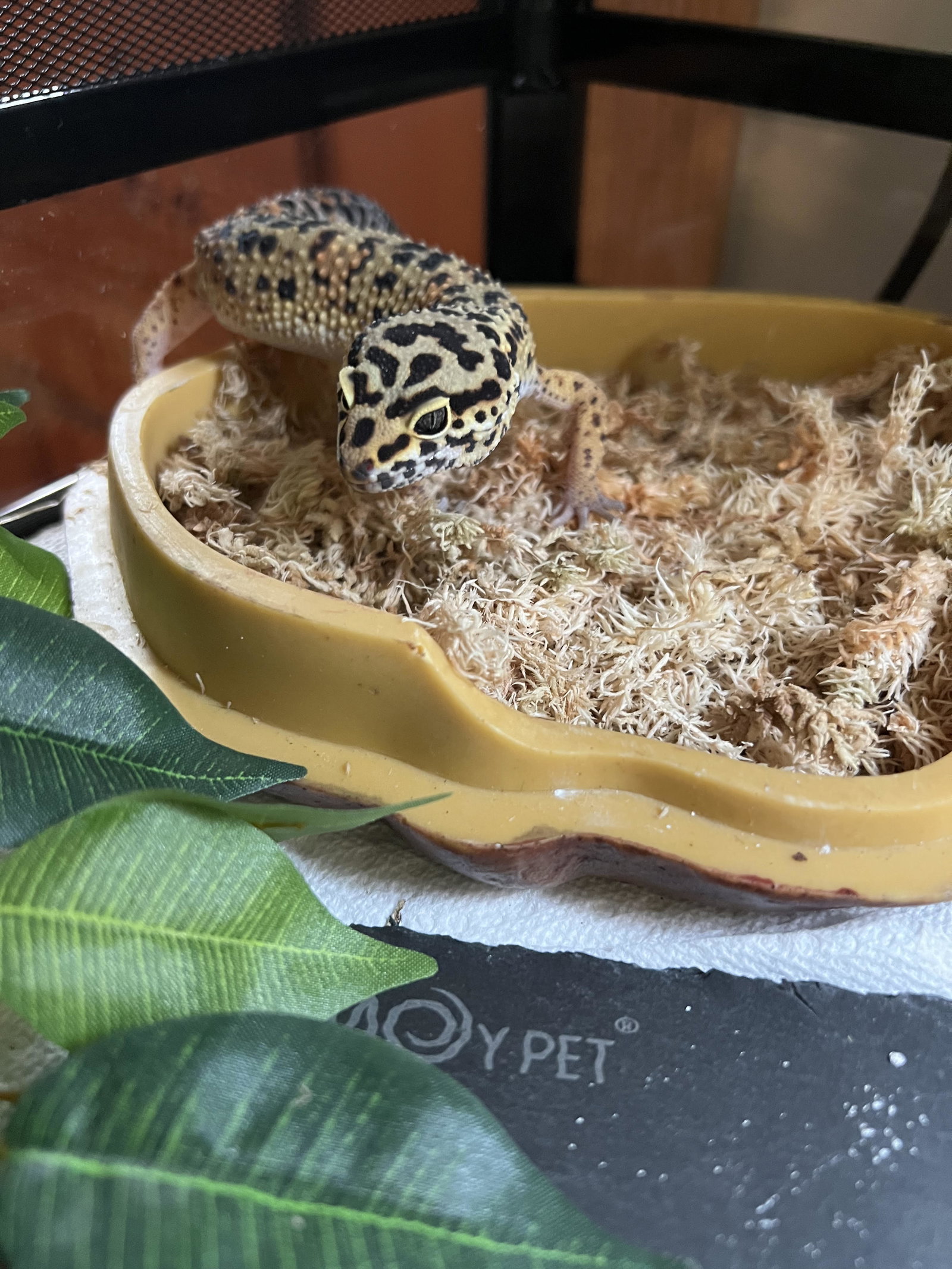 Rex ⭐️ 1/2 Off Adoption Fee, photo 6