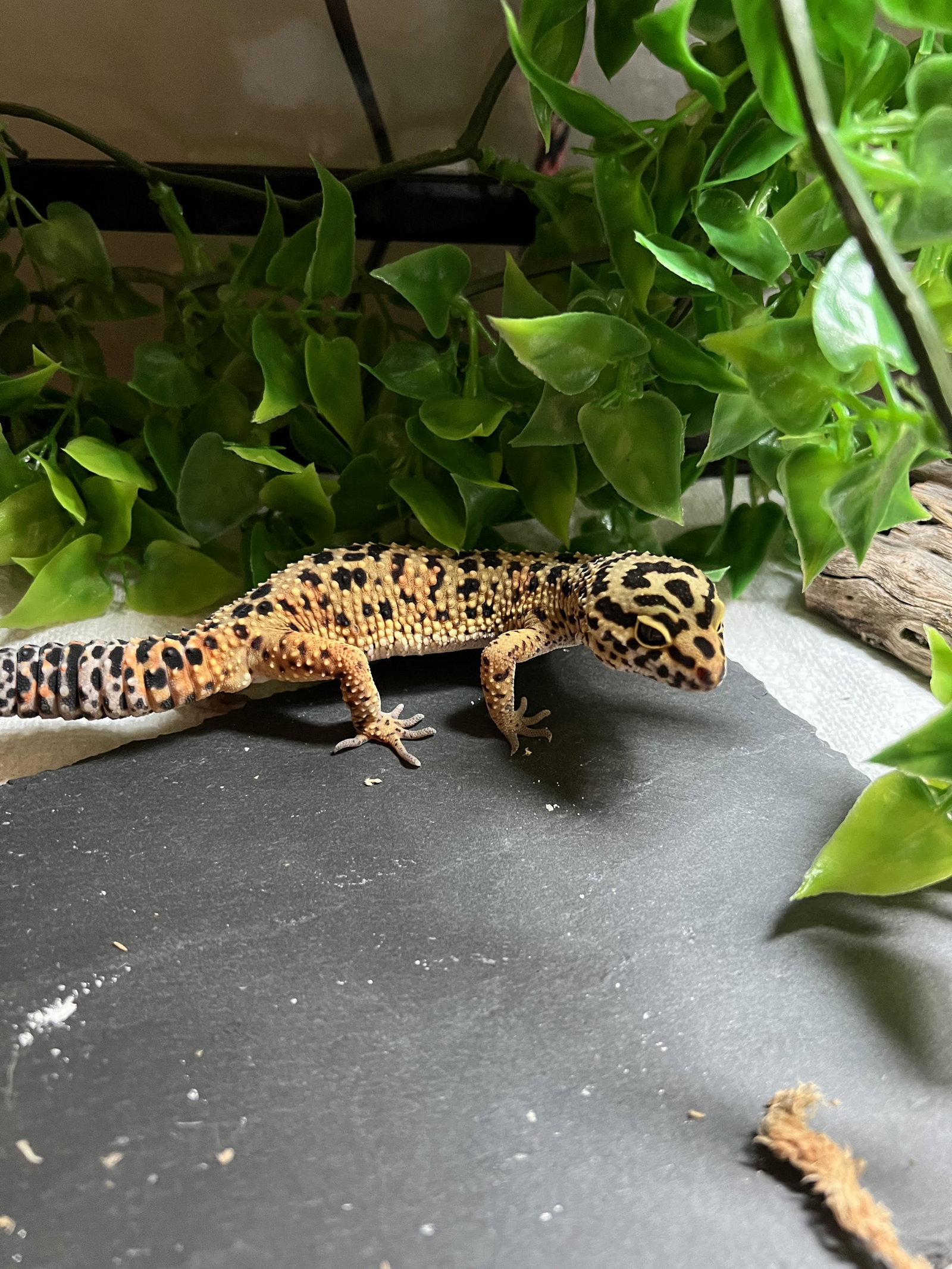 Rex ⭐️ 1/2 Off Adoption Fee, photo 7