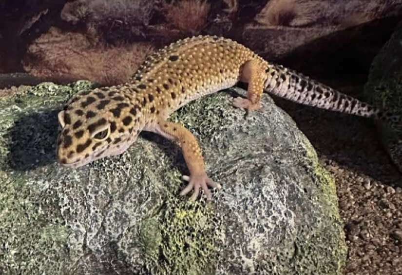 Little Foot ⭐️ 1/2 Off Adoption Fee, photo 3
