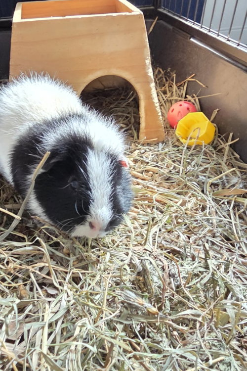 Photo 2 of Oreo ⭐️1/2 Off Adoption Fee