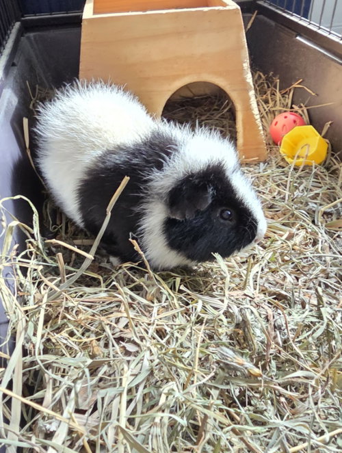Photo 3 of Oreo ⭐️1/2 Off Adoption Fee
