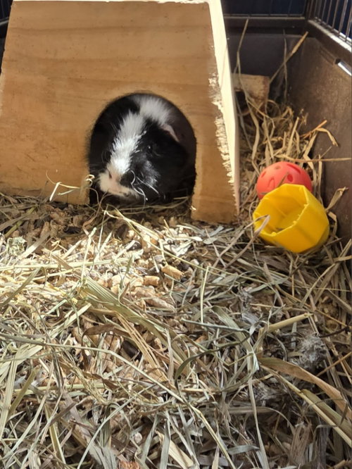 Photo 4 of Oreo ⭐️1/2 Off Adoption Fee