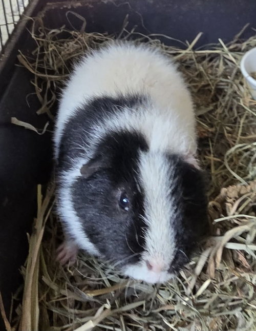 Photo 5 of Oreo ⭐️1/2 Off Adoption Fee