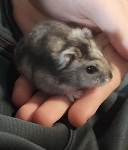 Photo 2 of Snowflake ⭐️ 1/2 Off Adoption Fee