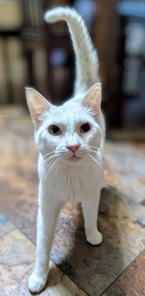ALVIE ⭐️ - Domestic Short Hair available for adoption