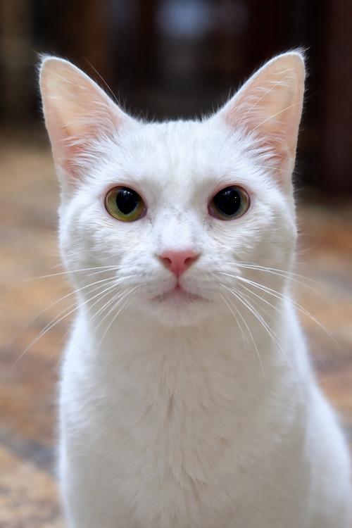 Alvie ⭐️, Adult Domestic Short Hair (short coat), cat for adoption in Shakopee, Minnesota