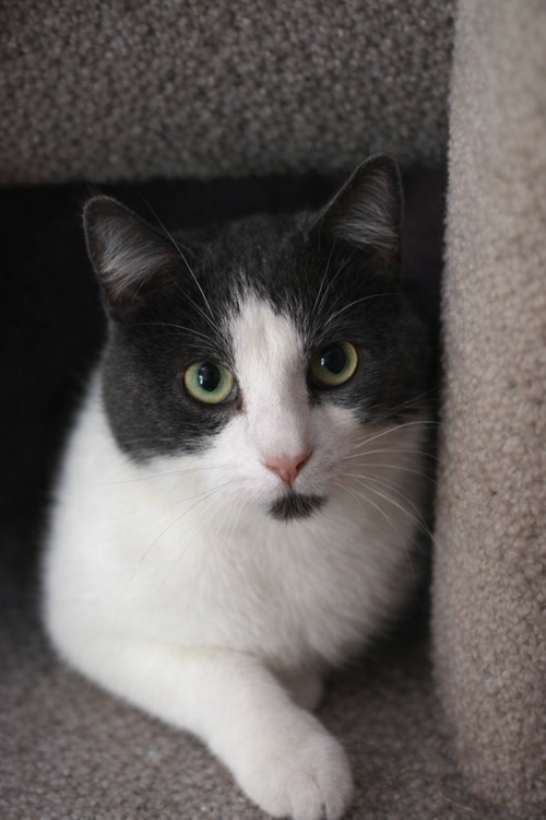 Wiley ⭐️, an adoptable Domestic Short Hair in Mankato, MN