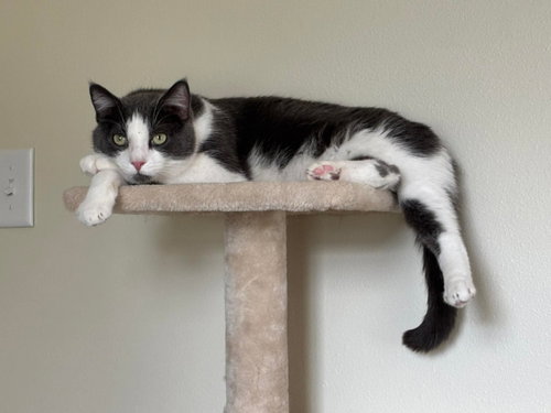 Wiley ⭐️, Adult Domestic Short Hair / Mixed (short coat), cat for adoption in Shakopee, Minnesota