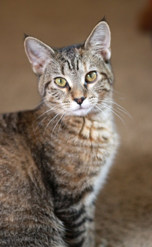 MID ⭐️ - Tabby / Domestic Short Hair available for adoption