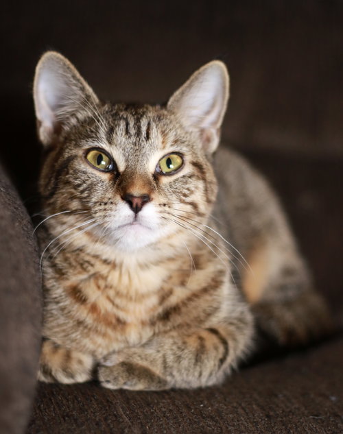 MID ⭐️ - Tabby / Domestic Short Hair available for adoption