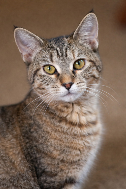 Mid ⭐️, Young Tabby / Domestic Short Hair / Mixed (short coat), cat for adoption in Shakopee, Minnesota