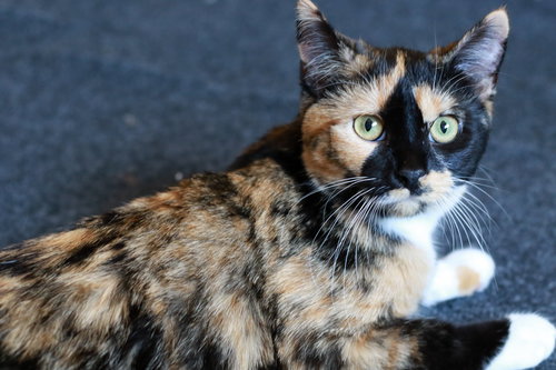 CUPCAKE KISSES & MUFFIN CUP ⭐️ - Calico / Domestic Short Hair available for adoption
